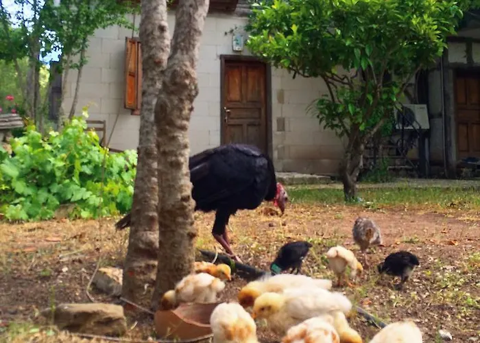 Koyevi Pensiune Olympos