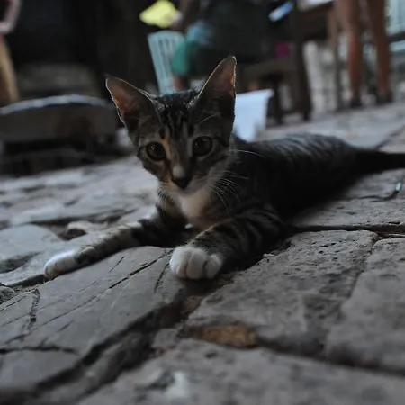 Pensión Koyevi Olympos